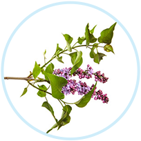 Banaba Leaf Extract