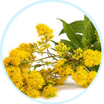 Goldenrod