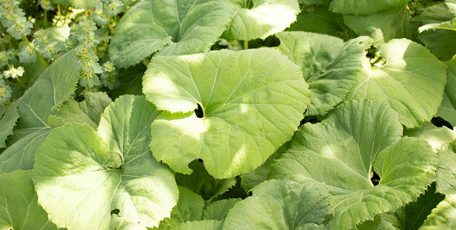 Natural Remedies for Migraines