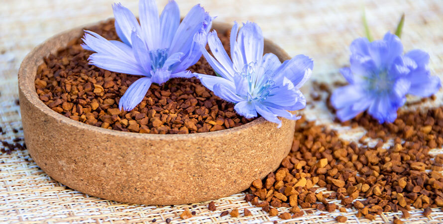Happy Mammoth Review – Chicory Root Herbal Extract for Women’s Health