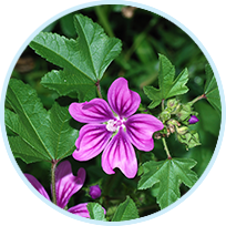 Malva Sylvestris (Mallow) Extract