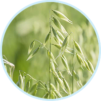 Oat Straw Herb
