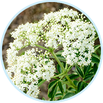 Valerian Root