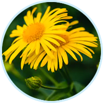 Arnica Montana Extract