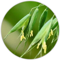 Avena Sativa