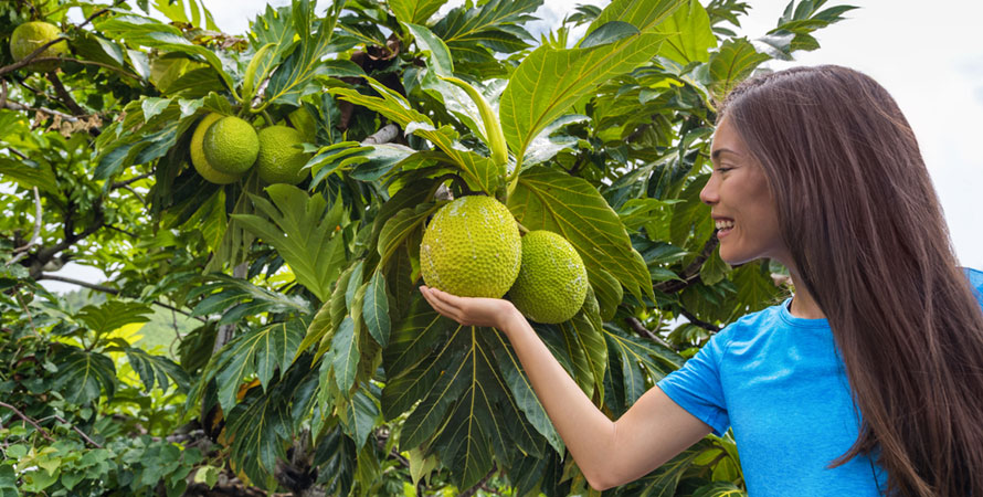 Benefits of Breadfruit
