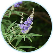 Chaste Berry Powder