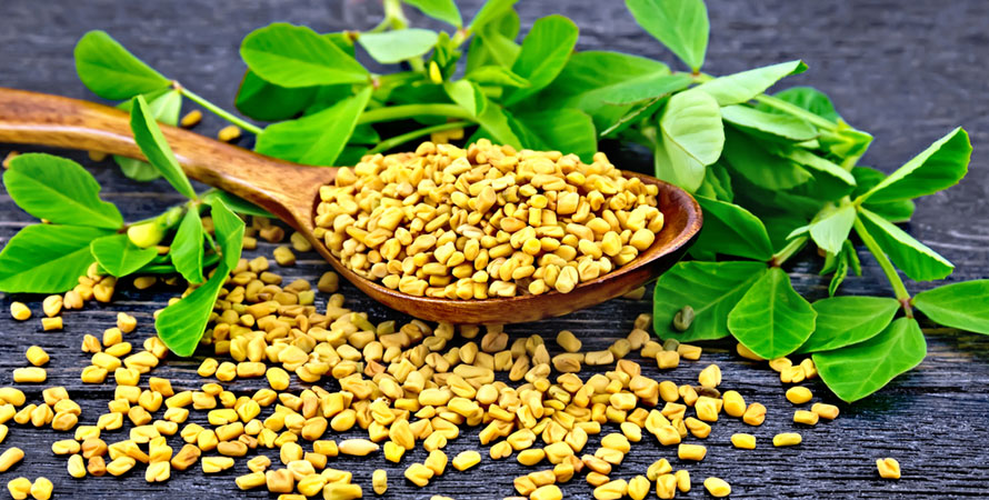 Fenugreek
