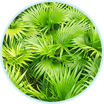Saw Palmetto