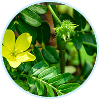 Tribulus Terrestris