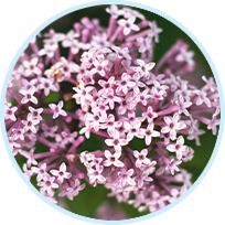 Valerian