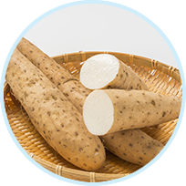 Wild Yam Root